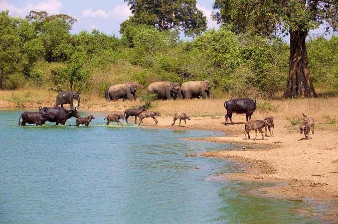 Udawalawe Safari Adventure - What makes Lahiru Prasad a useful guide