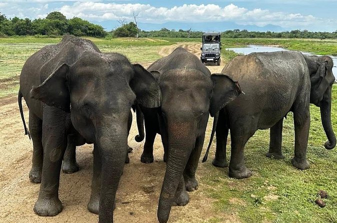 Udawalawe Safari Adventure - Weather, comfort, and photography