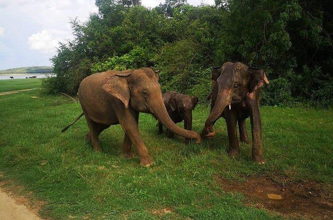 Udawalawe Safari Adventure - Who should book this safari?