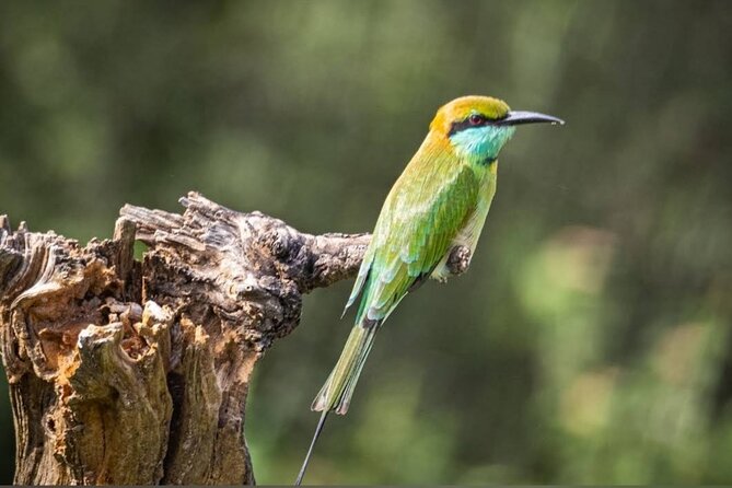 Udawalawe Safari Adventure - A three-hour ride through grassland and forest