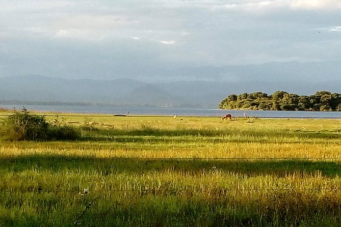 Udawalawe Safari - Private & Customize Tour - The coast-to-park route from Galle to Udawalawe