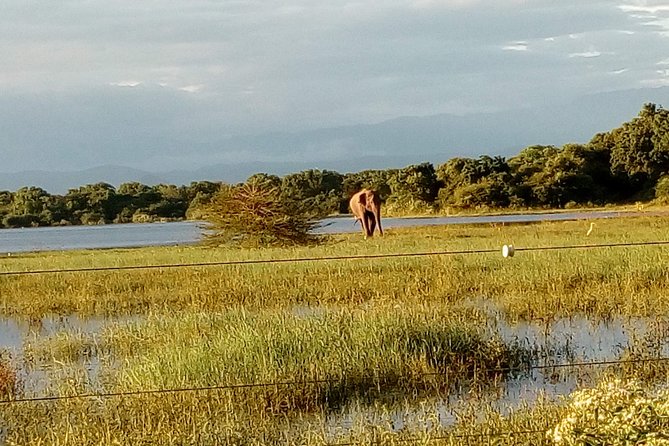 Udawalawe Safari - Private & Customize Tour - What the $110 price really covers