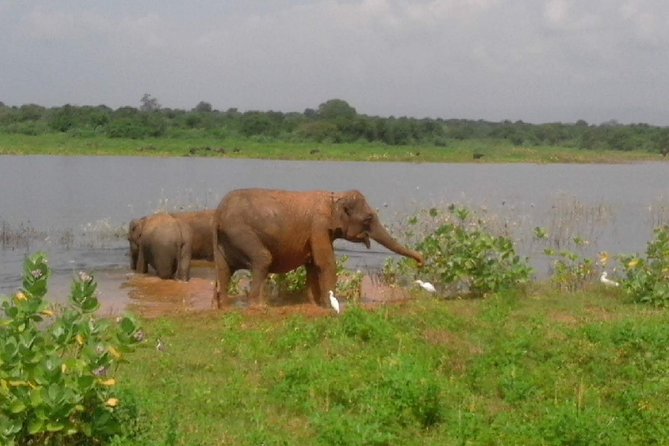 Udawalawe Safari - Private & Customize Tour - Who will get the most from this safari