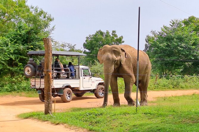 Udawalawe Safari - Private & Customize Tour - Booking details that can save trouble