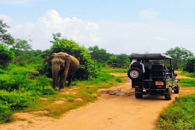 Udawalawe Safari - Private & Customize Tour - Should you book the Udawalawe day trip?