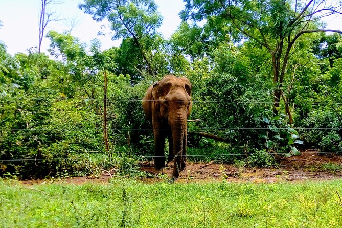Udawalawe Safari - Private & Customize Tour - Three hours among elephants and birds