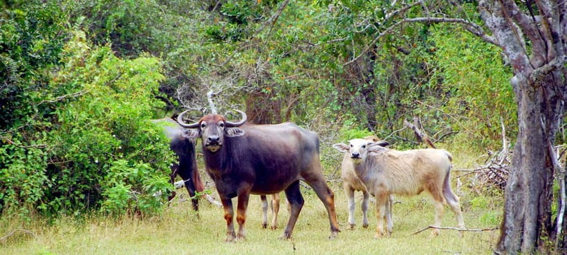 Udawalawe Safari Private Day Trip with Lunch - All Inclusive - Is $110 per person good value?