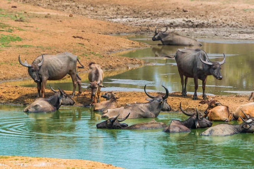 Udawalawe Safari Private Day Trip with Lunch - All Inclusive - Who should book this private safari?