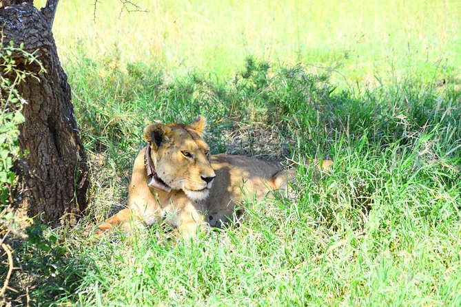 Ultimate Guide For The Best 4-Days Serengeti Safari in Tanzania - What the vehicle and guide service mean for you