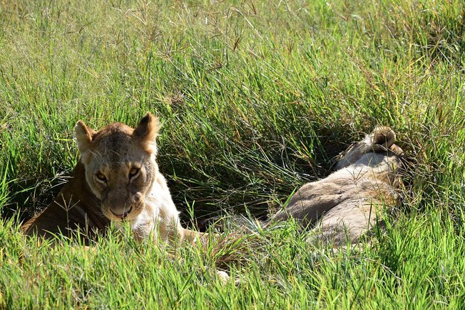 Ultimate Guide For The Best 4-Days Serengeti Safari in Tanzania - Accommodation, meals, and what is not included