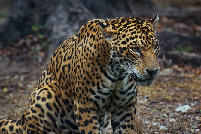 Unforgettable 4 Days Tanzania Private Budget Safari Tour - What This Four-Day Safari Really Covers