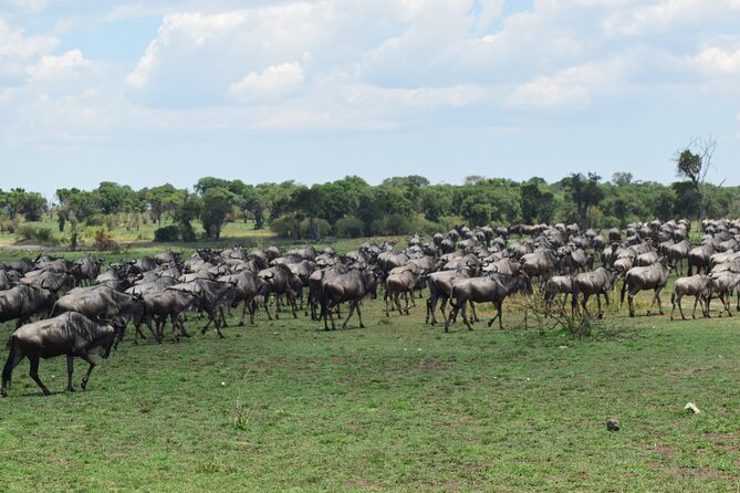 Unforgettable 4 Days Tanzania Private Budget Safari Tour - Why the Private Vehicle Matters