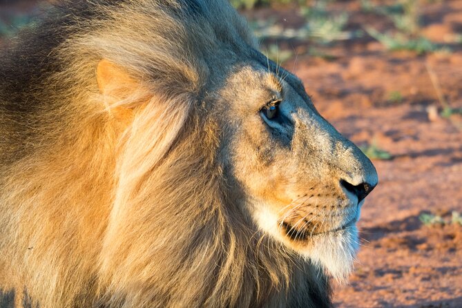 Unforgettable 4 Days Tanzania Private Budget Safari Tour - The Migration Question You Need to Ask