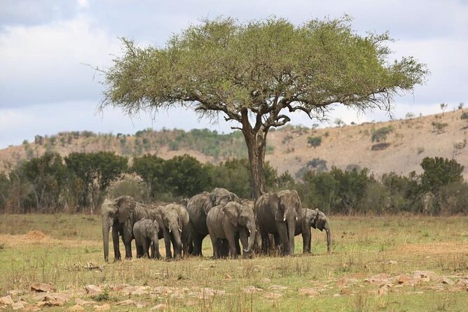 Unforgettable Tanzania Safari And Zanzibar Beach - Day 3: Lake Manyara’s shorter, varied park day