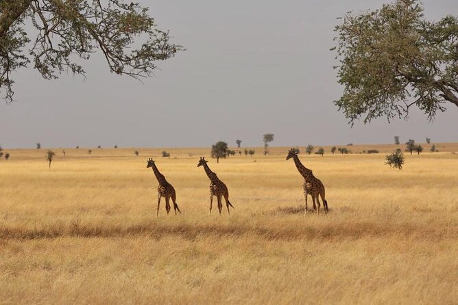 Unforgettable Tanzania Safari And Zanzibar Beach - Days 9 to 11: Three days to rest on Zanzibar