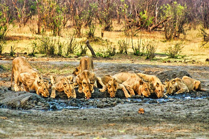 Unique Safari Game Drives in Zambezi National Park, 4 Options - Who should book this Victoria Falls safari