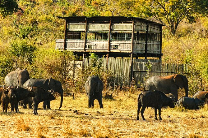 Unique Safari Game Drives in Zambezi National Park, 4 Options - What the three-hour game drive feels like