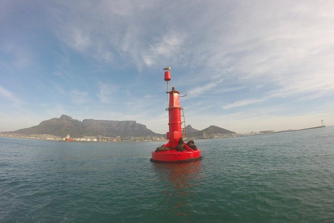 V&A Waterfront Marine Big 5 Ocean Safari - Along the Atlantic Seaboard for 60 to 90 minutes
