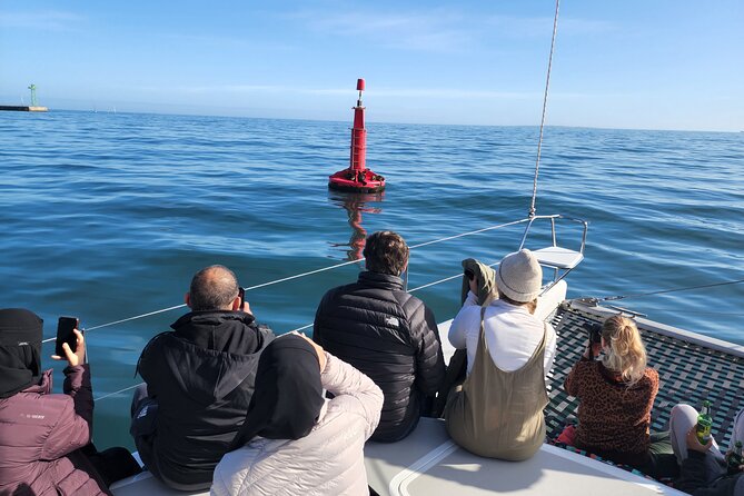 V&A Waterfront Marine Big 5 Ocean Safari - Searching for whales, dolphins, seals, penguins, and sunfish