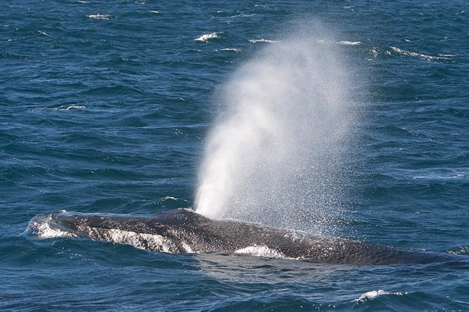 V&A Waterfront Marine Big 5 Ocean Safari - Is $57.72 a fair price?