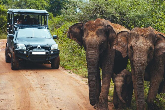 VALUE PACK! One Day Safari Tour to Yala and Udawalawa Parks - Lunch, water, and what is included