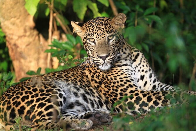 Visiting the Historical Polonnaruwa Ruins and Minneriya Safari - How the long day feels in practice