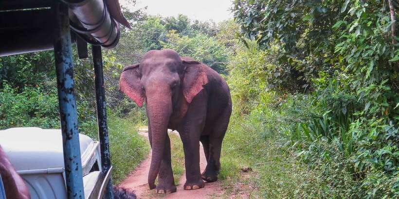 Wasgamuwa: Wasgamuwa National Park Private 3-Hour Safari - Key points to know before you book