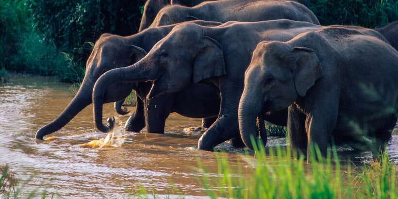 Wasgamuwa: Wasgamuwa National Park Private 3-Hour Safari - What you may see on the forest roads