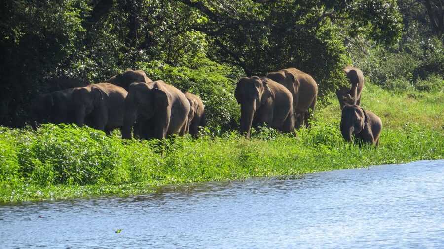 Wasgamuwa: Wasgamuwa National Park Private 3-Hour Safari - Water pools, crocodiles, and smaller wildlife
