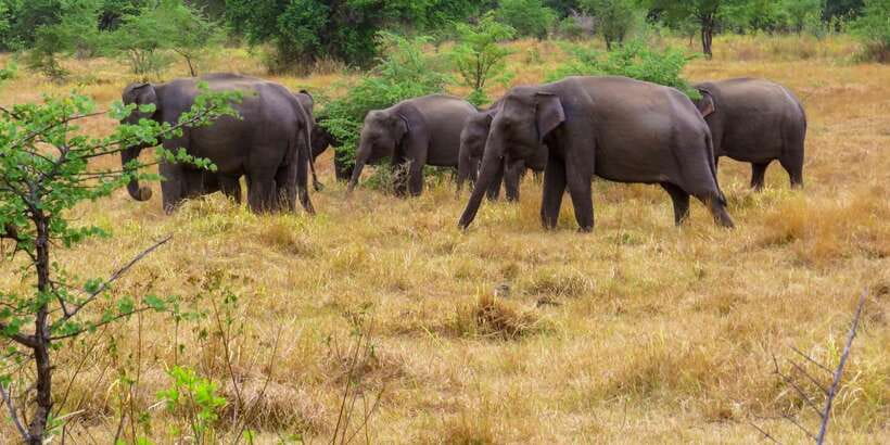 Wasgamuwa: Wasgamuwa National Park Private 3-Hour Safari - How the private format affects the experience