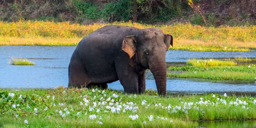 Wasgamuwa: Wasgamuwa National Park Private 3-Hour Safari - Three hours in the private 4x4