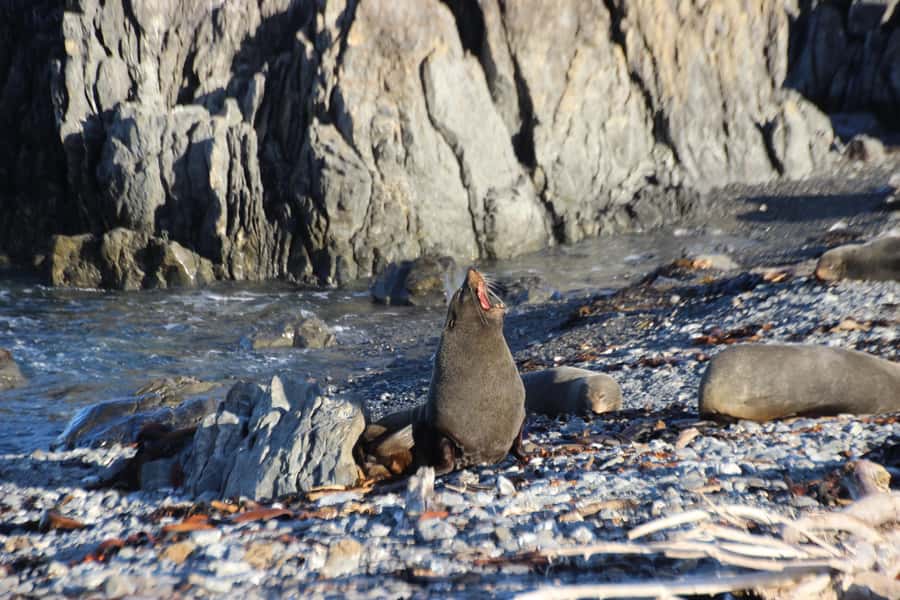 Wellington: Half Day Seal Coast Safari - Crossing Terawhiti Station by 4WD