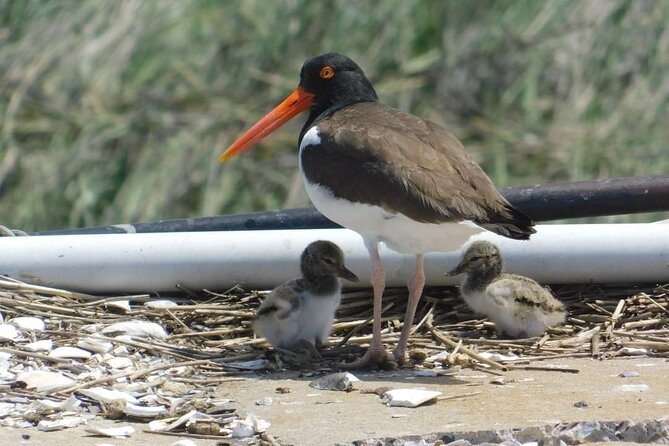 Wetlands Safari Eco-Cruise in Cape May (Osprey Birding By Boat) - Key points to know before boarding