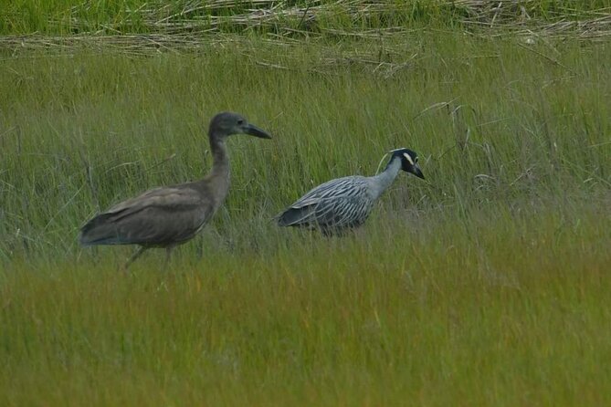 Wetlands Safari Eco-Cruise in Cape May (Osprey Birding By Boat) - Cape May’s salt marsh from the water