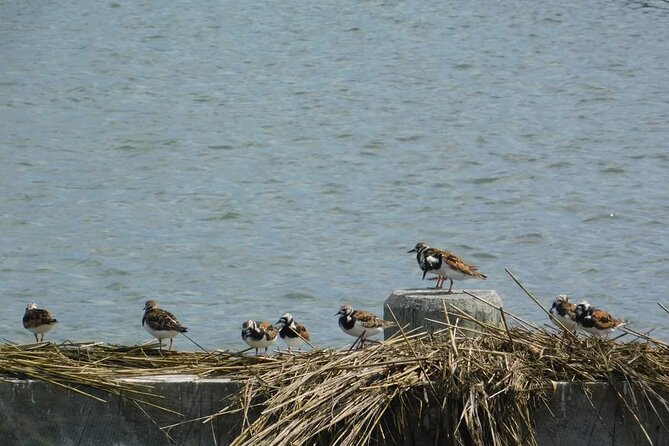 Wetlands Safari Eco-Cruise in Cape May (Osprey Birding By Boat) - What the two-hour route feels like