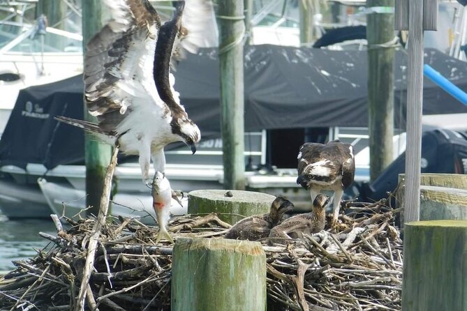Wetlands Safari Eco-Cruise in Cape May (Osprey Birding By Boat) - Why the small boat changes the experience