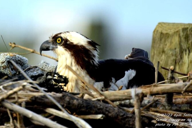 Wetlands Safari Eco-Cruise in Cape May (Osprey Birding By Boat) - Who will enjoy this cruise most