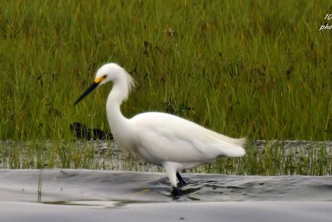Wetlands Safari Eco-Cruise in Cape May (Osprey Birding By Boat) - Meeting Captain Bob and the bird guides