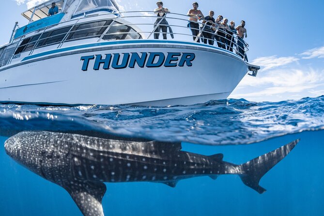 Whale Shark Safari - Why Coral Bay is a strong place for whale shark swimming