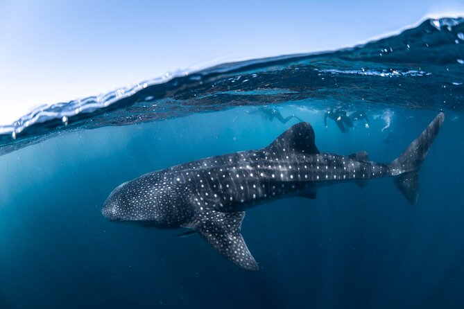 Whale Shark Safari - Heading offshore with the spotter plane
