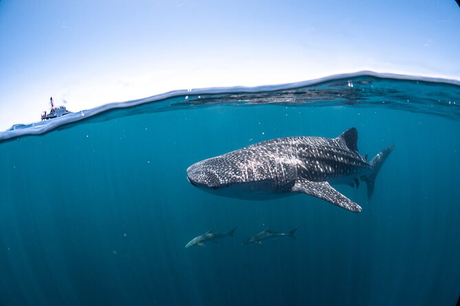 Whale Shark Safari - The whale shark swim in groups of 10