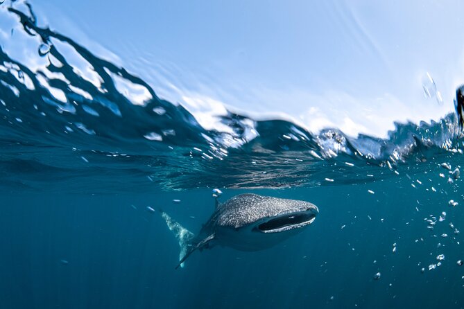 Whale Shark Safari - Lunch, photos, and a glass of champagne