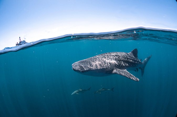 Whale Shark Safari - Who will get the most from this trip
