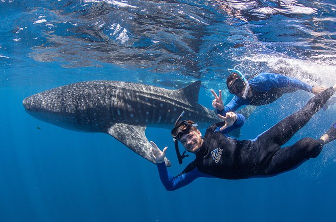 Whale Shark Safari - Practical details that affect the decision