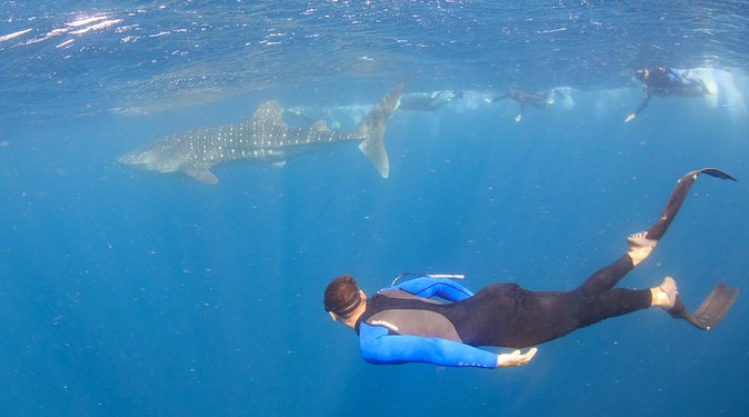Whale Shark Safari - The first snorkel in coral gardens