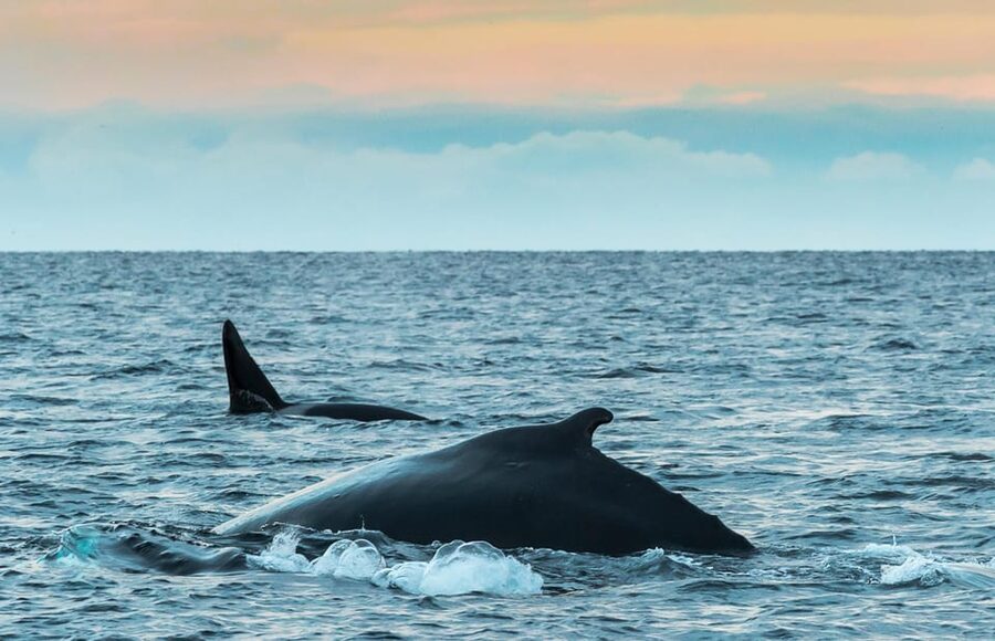 Whale Watching RIB Safari at Skjervøy - Why Skjervøy is the place to search for whales