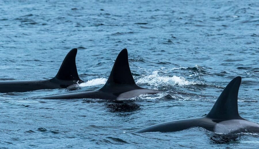 Whale Watching RIB Safari at Skjervøy - Three hours on the RIB