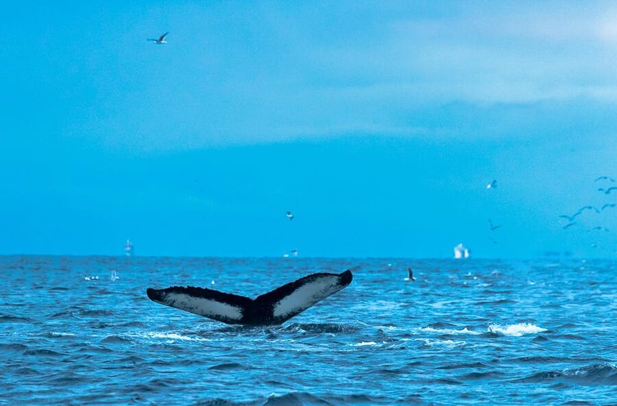 Whale Watching RIB Safari at Skjervøy - What you might see in the feeding grounds