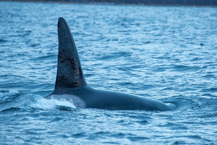 Whale Watching RIB Safari at Skjervøy - Who should book this Skjervøy safari?
