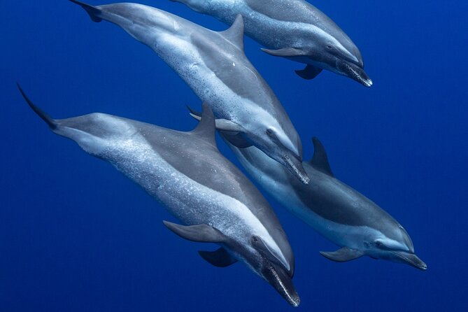 Wild Dolphin Watching and Snorkel Safari Off West Coast of Oahu - Why this small boat suits wildlife watching